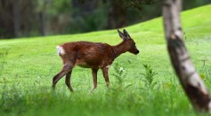 Science Times - Deadly Disease That Originally Affecting Deer Continuously Spreading in British Columbia, According to Ministry