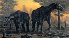 Paraceratherium transouralicum