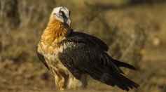 Bearded Vulture - Catalan Pyrenees - Spain