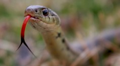  Snakes Use Their Forked Tongues to Smell, Scientist Reveals