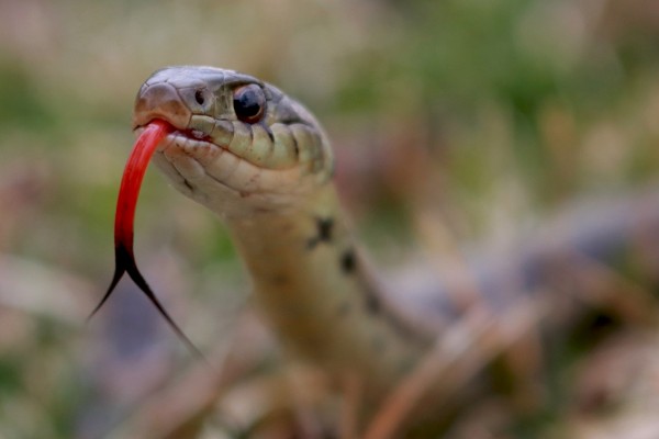 Smelling in Stereo: The Real Reason Snakes Have Flicking, Forked Tongues -  UConn Today