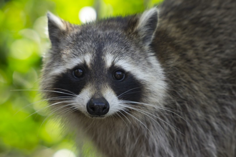  Rabies in Raccoon Reported in Raritan Township; Residents are Advised to Get Vaccinated, Stay Away from Stray Animals