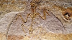 fossil juvenile enantiornithine