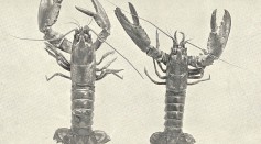 FMIB 39146 -American Lobsters-.jpeg