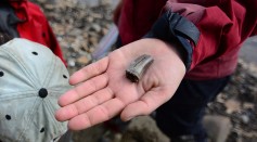 Carnivorous dinosaur tooth from the Colville River bluffs. North Slope, Alaska.jpg