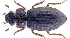 Ochthebius hyblaemayoris Ferro