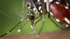  West Nile Virus Detected in Mosquito Samples in Massachusetts, Marking the First Time this 2021