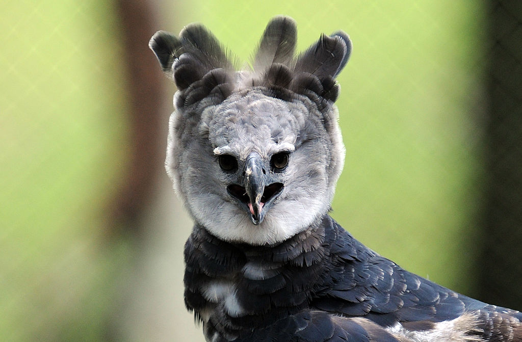Harpy eagles: The challenge of protecting the 's largest bird of prey