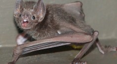 Science Times - Female Vampire Bats Found Grooming, Sharing Food; Opposite the Behavior Seen in Some Primates, According to Study