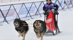 Science Times - Sled Dogs in the 17th Century Turned to Cannibalism, According to New Analysis