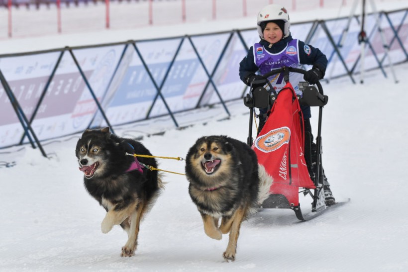 Science Times - Sled Dogs in the 17th Century Turned to Cannibalism, According to New Analysis