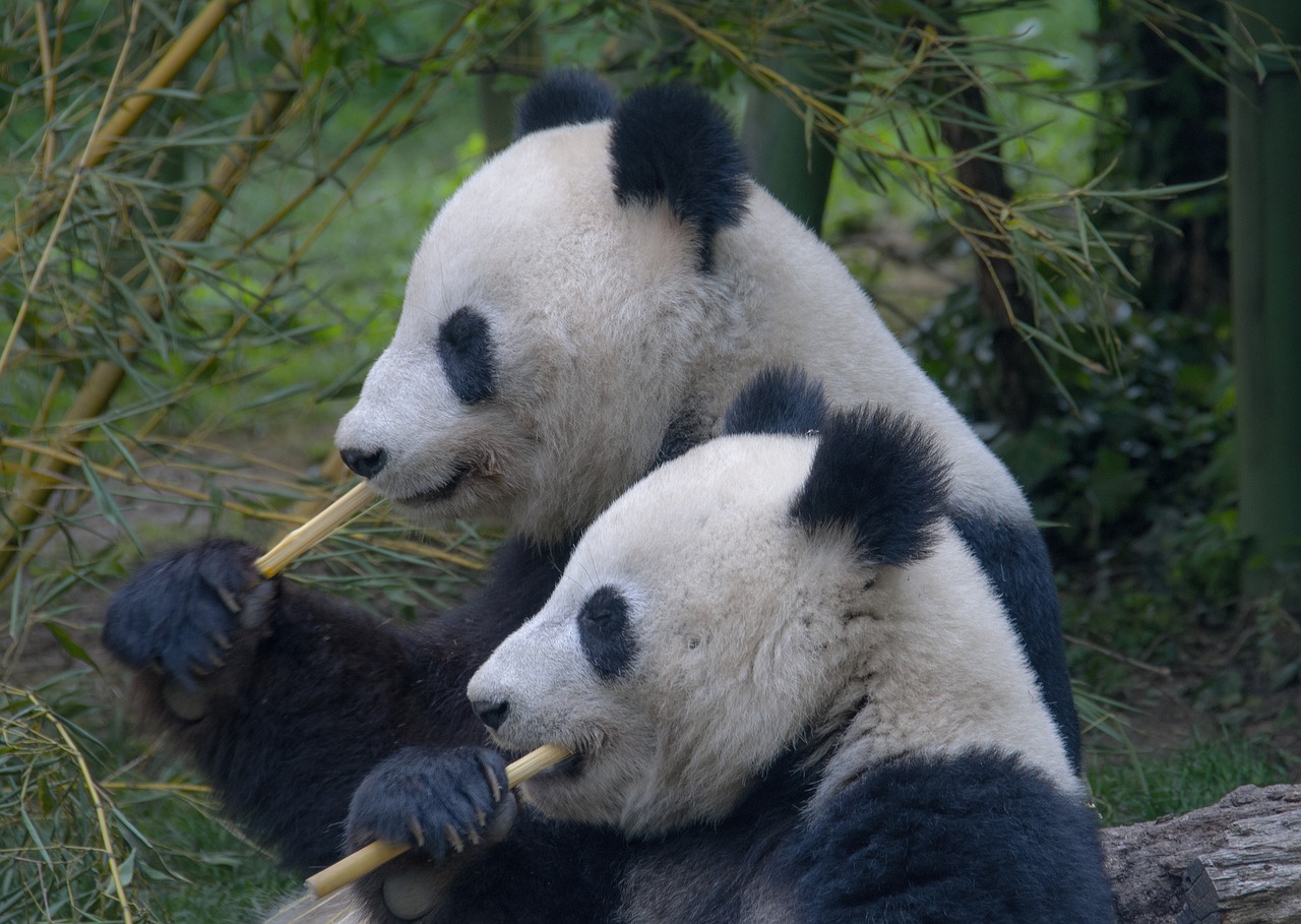 Giant Pandas in China No Longer Extinct After Decades of Conservation