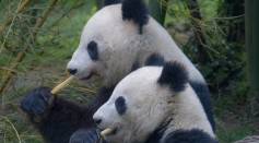  Giant Pandas in China No Longer Extinct After Decades of Conservation