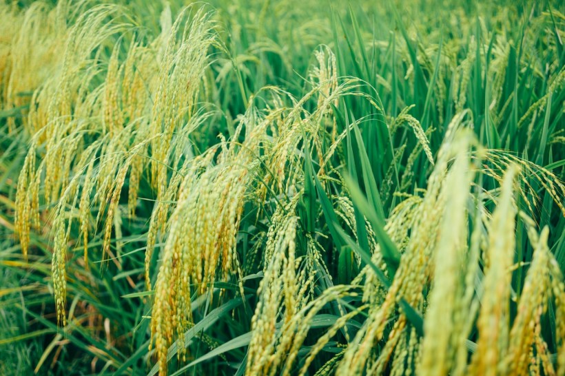 close-up-photo-of-rice-plains-2589457