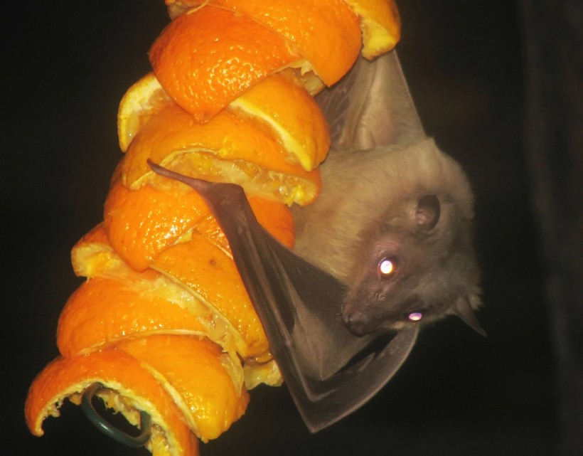  Neural Activity of Bats' Hippocampus Reveals An Important Mammalian Built-In Navigation System