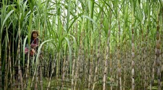 Science Times - First Successful Precision Breeding Of Sugarcane Through CRISPR/cas9 Revealed In 2 Studies