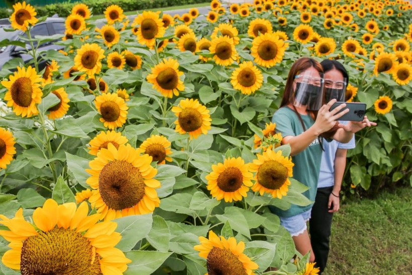 A Sunflower Field in the Philippines