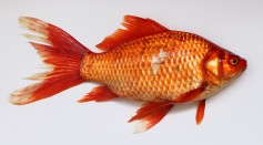 red-fish-45910