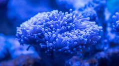 blue-sea-anemone-920160