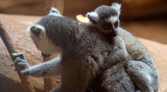 Science Times - Largest Lemurs With Weight Similar to Adult Humans Found To Have Attained Their Gigantic Size by Eating Leaves