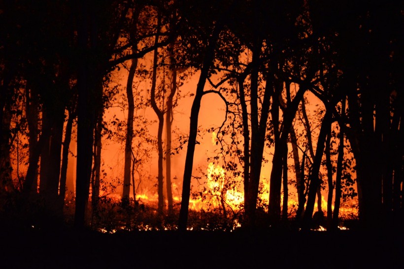 photo-of-burning-forest-4621457