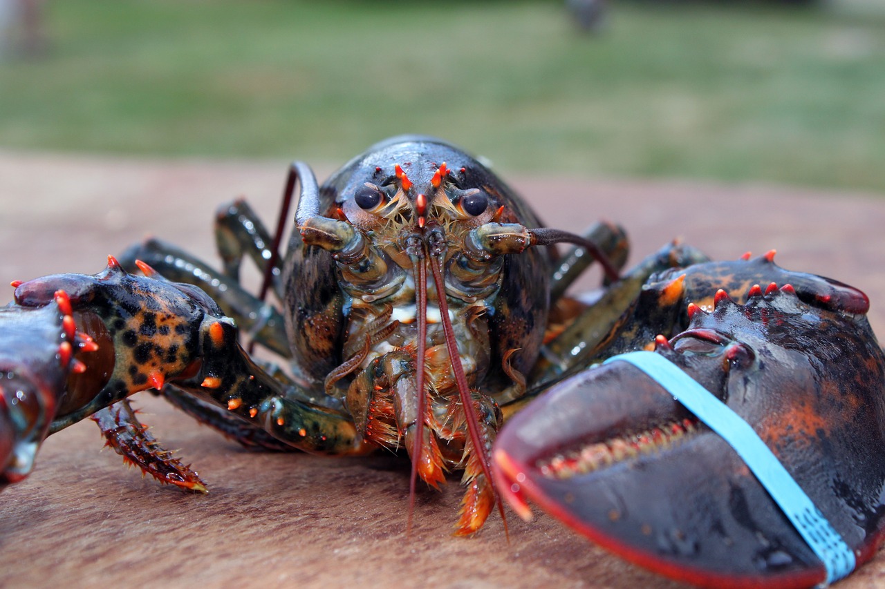 Boston Lobster | Food Fantasy Wiki | Fandom