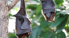 Science Times - Bat Conversations: Researchers Suspect These Animals' Calls Contain Redundant Information