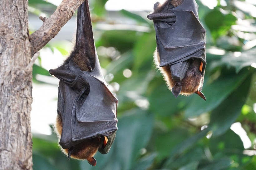 Science Times - Bat Conversations: Researchers Suspect These Animals' Calls Contain Redundant Information