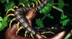 Artistic reconstruction of J. bolti gen. et sp. nov. battling with a centipede in the foliage of Mazon Creek.