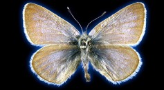 The 93-year-old Xerces blue butterfly specimen, located in the collections of the Field Museum in Chicago, used in the study.