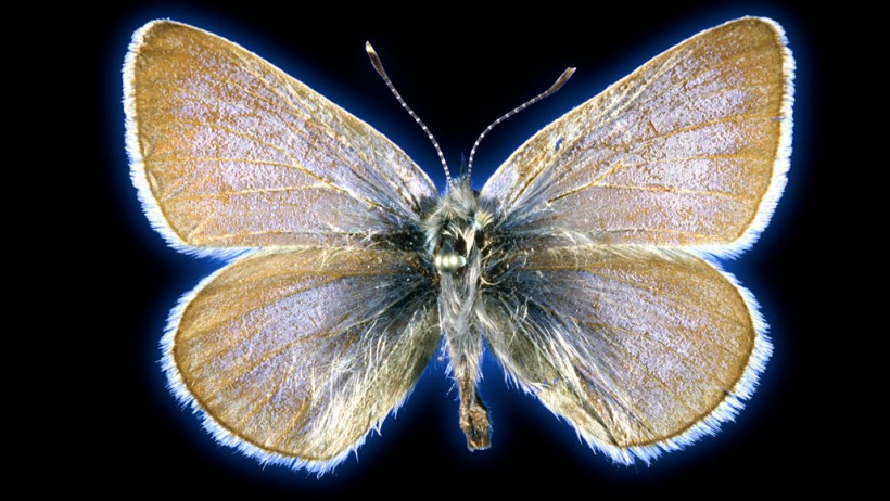 The 93-year-old Xerces blue butterfly specimen, located in the collections of the Field Museum in Chicago, used in the study.
