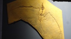 Pterosaur fossil, Desert Museum.jpg