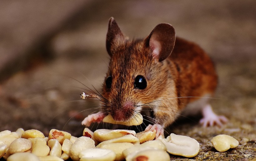 Dopamine Impulses Can Be Controlled in the Brain of Mice in Anticipation of Rewards