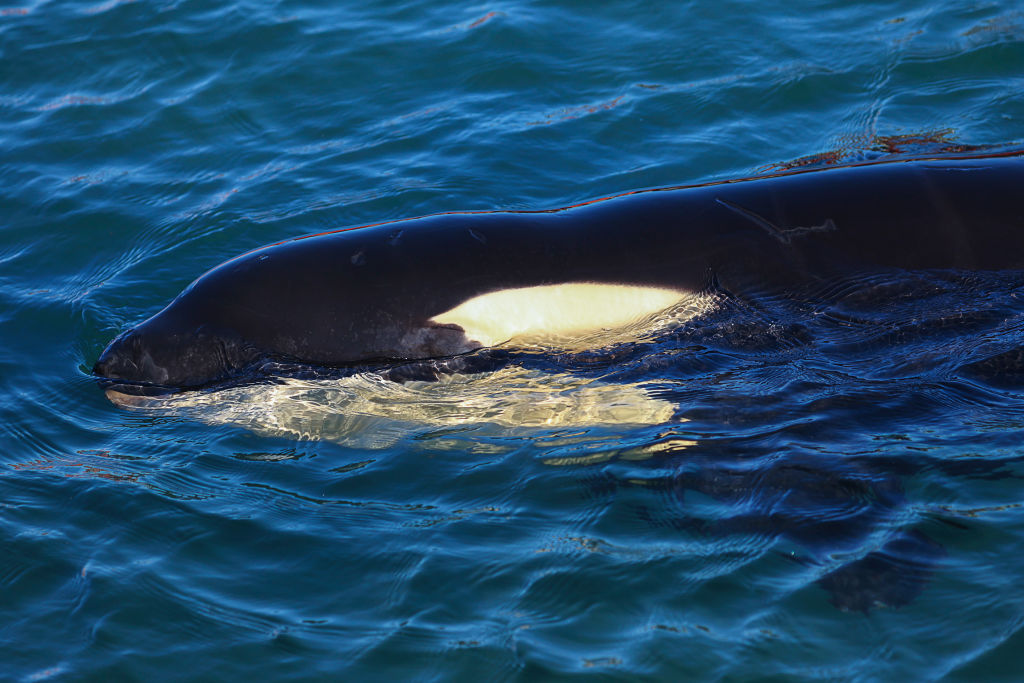 baby killer whales