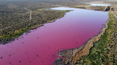 Science Times - Argentina Lagoon Turns Bright Pink; Experts, Activists Blame Chemical Used for Preserving Prawns for Export