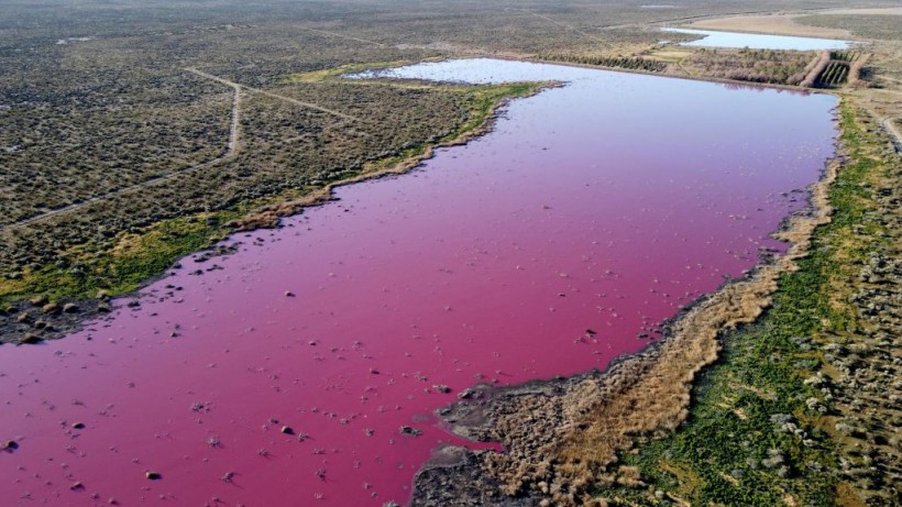Science Times - Argentina Lagoon Turns Bright Pink; Experts, Activists Blame Chemical Used for Preserving Prawns for Export