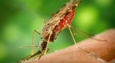 Highly Effective mRNA-Based Malaria Vaccine to Undergo Clinical Trial by End of 2022, BioNTech Announces