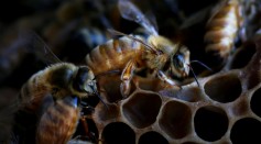 Australian Apiarists Work To Increase Bee Populations As Habitat Loss And Climate Events Threaten Future Of Vital Pollinators