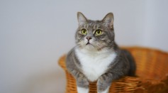 white-and-gray-cat-in-brown-woven-basket-1543793