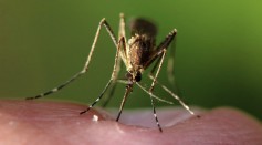 Science Times - Mosquitoes Bite, Suck Blood That Can Kill People; New Death From Rare Mosquito-Borne Eastern Equine Encephalitis Virus Reported