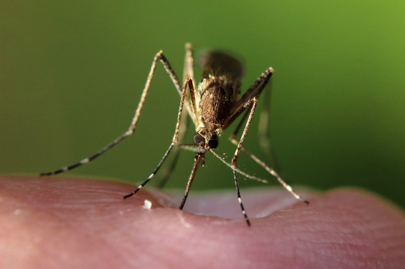 Science Times - Mosquitoes Bite, Suck Blood That Can Kill People; New Death From Rare Mosquito-Borne Eastern Equine Encephalitis Virus Reported