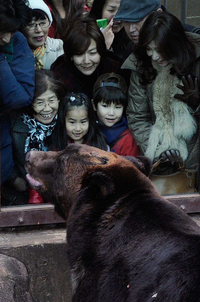 People look at a Hokkaido brown bear in