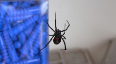 Black_widow_spider.jpg#/media/File:Black_widow_spider.jpg