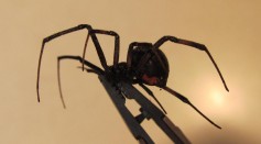 Black_Widow_spider,_Female.jpg#/media/File:Black_Widow_spider,_Female.jpg