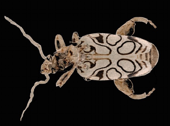 Fossil of Prehistoric Frog-Legged Leaf Beetle Species Named After Natural  Historian Sir David Attenborough | Science Times