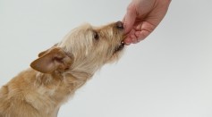  Should You Feed Your Dogs the Remains of Your Dinner? Scientists Warn Peas Could Increase Deadly Canine Heart Disease