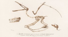 Pterodactylus (Pterosaur)