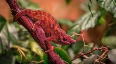  Chameleon-Inspired Robot From South Korea Changes Color in Real-Time to Match Its Background