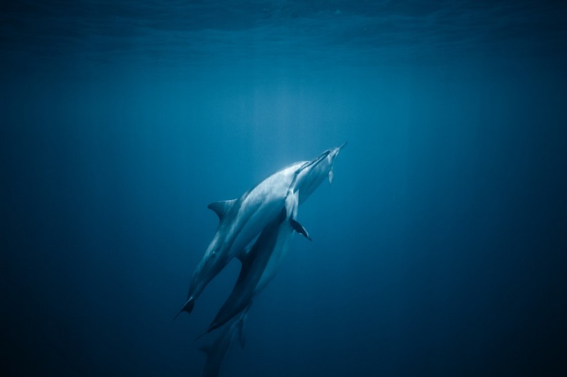 common-bottlenose-dolphins-in-deep-blue-ocean-7866304
