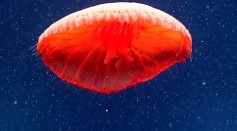 A Potentially Undescribed Species of Jellyfish